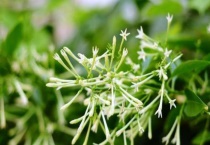 夜来香如何换盆土