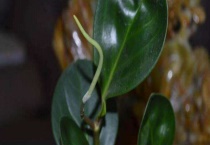 青叶碧玉开花吗？