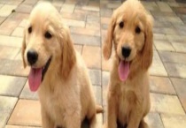 金毛犬的价格是多少 如何挑选金毛犬