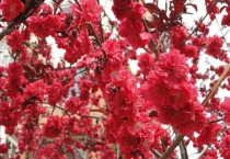 红色的桃花是什么桃子