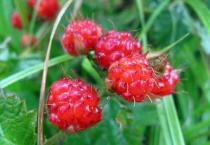 山月莓是什么水果