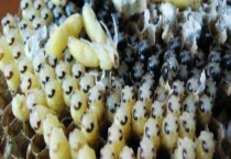 蜜蜂虫可不可以生吃 有哪些吃法