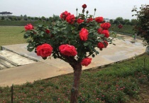 蔷薇嫁接月季的时间