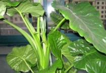 像芋头叶子的植物叫什么？