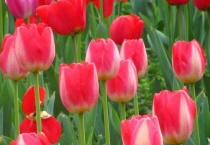 郁金香结种子吗？