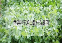 香菜叶子发白是什么原因？