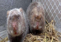 竹鼠品种分类 不同的品种分布区域不同