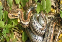 蛇的过冬方法 附蛇的生活习性