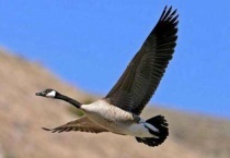 大雁和燕子的区别？