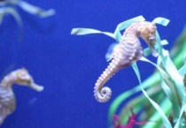 海马为什么是雄性生育