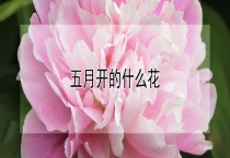 五月开的什么花