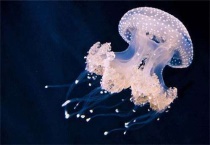 水母为什么浮在水面上