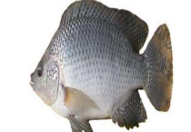 钓罗非鱼的必杀饵料 附实用钓法和作钓技巧