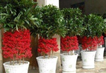 富贵子冬天怎样过冬