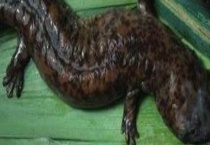 大鲵的发病原因  大鲵养殖需要注意的问题