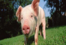 仔猪一般生后多少天补铁补硒