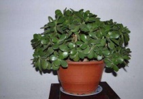 玉树和燕子掌的区别？