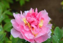 春天带土球牡丹能活吗？