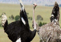 鸵鸟遇到危险时会把头埋在土里吗 缘由是什么？