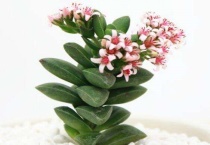 肉肉开花了怎么办？