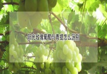 阳光玫瑰葡萄与青提怎么区别？