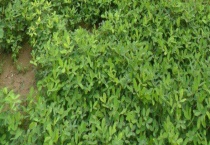 黑花生产地 附生长环境和营养价值