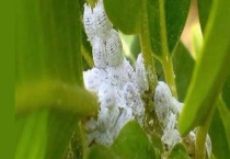 堆蜡粉蚧怎么防治 堆蜡粉蚧生活习性