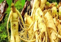 西洋参的产地分布 附进口西洋参与国产西洋参的区别？及西方参的产地环境