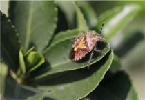 臭虫的天敌是什么？