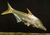 四大淡水名鱼是什么？