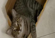 狸花猫和虎斑猫的区别？ 狸花猫正确饲养多久？