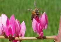 封盖子脾没有工蜂还能活吗 附具体介绍