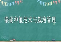 柴胡种植技术与栽培管理