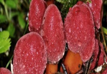 蛇菰是否有毒 附生长环境和形态特征