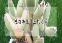 植物冻死了还能活吗？