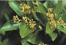 桂皮树被剥皮了还能活吗？