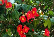 耐冬扦插多久？