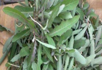 曲麻菜是不是蒲公英 关于两者的基本介绍