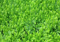 翠云草叶子干黄怎么办 为什么会变黄