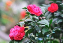 茶花不开花是怎么回事