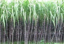 甘蔗一直不长怎么办？