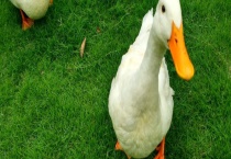 鸭饲料的科学搭配方案 肉鸭与蛋鸭在饲料配制上有何不同