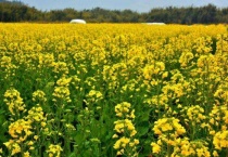 弹射传播的植物有哪些？