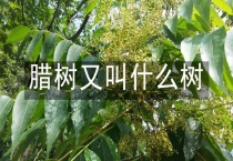 腊树又叫什么树