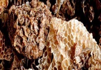 蜜蜂螺原体病 附详细介绍