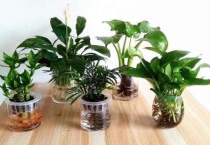 什么是水培植物