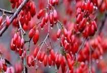 山茱萸的繁殖方法 具体怎么操作