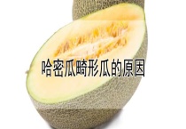 哈密瓜畸形瓜的原因？