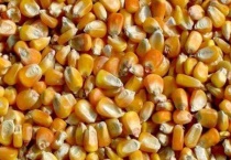 十星978玉米种介绍