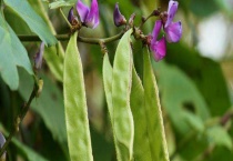 梅豆可不可以生吃 梅豆中毒的表现有哪些？